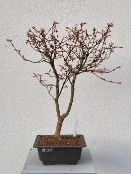 Fächerahorn - Acer katsura
